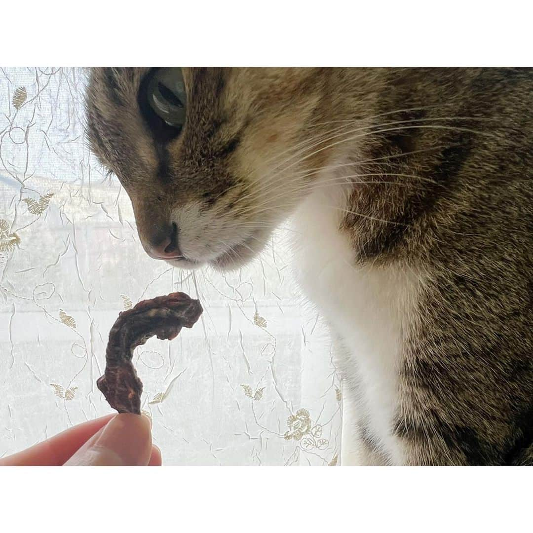 高木沙織さんのインスタグラム写真 - (高木沙織Instagram)「🐈 * 最近 「目がクリクリでかわいい」と 褒めてもらう機会が多く 喜んでいる小虎。 * だけど いのししジャーキーを前にすると 野生に戻るみたいです。 * 4年ぶりに開催された 伝説の保護猫祭り 『ネコ市ネコ座』。 @nekoichinekoza  * 仕事でお邪魔したのに たくさん買い物をして帰ってきました。 商品の売り上げの一部が 猫助けに使われるという 嬉しいお買い物です^ ^ * 小虎もお外の先輩。 * #猫 #猫のいる暮らし  #猫がいる生活  #猫のいる生活  #猫すたぐらむ  #ねこ #ねこすたぐらむ  #きじとら  #保護猫 #猫助け #猫が好き  #ネコ市ネコ座  #catstagram  #cat」6月25日 14時59分 - saori_takagi