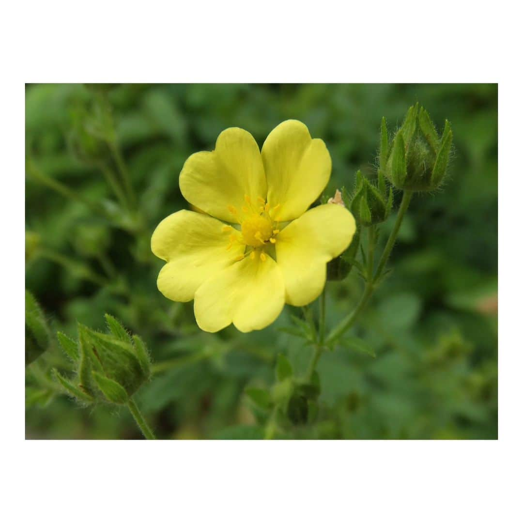 花村怜美のインスタグラム：「#ポテンティラ #花 #植物 #自然 #potentilla #yellow #flower #flowers #flowerstagram #nature #plants #japan」