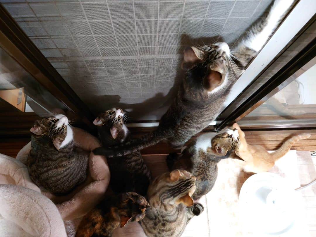 Miaouさんのインスタグラム写真 - (MiaouInstagram)「今年も、カミキリ虫が遊びにくるようになりました。 これから窓際で猫たちが集まる事が多くなりそう。 #猫部屋 #みゃう#miaou #みゃうの猫日記 #猫 #みゃうの保護猫」6月26日 1時21分 - catsroom_miaou