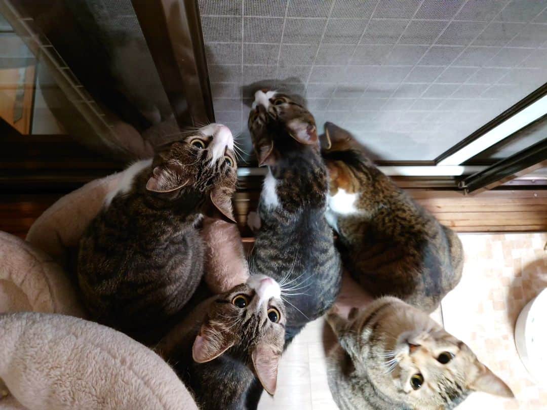 Miaouさんのインスタグラム写真 - (MiaouInstagram)「今年も、カミキリ虫が遊びにくるようになりました。 これから窓際で猫たちが集まる事が多くなりそう。 #猫部屋 #みゃう#miaou #みゃうの猫日記 #猫 #みゃうの保護猫」6月26日 1時21分 - catsroom_miaou