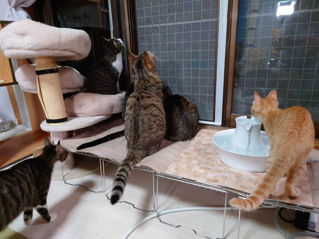 Miaouのインスタグラム：「今年も、カミキリ虫が遊びにくるようになりました。 これから窓際で猫たちが集まる事が多くなりそう。 #猫部屋 #みゃう#miaou #みゃうの猫日記 #猫 #みゃうの保護猫」