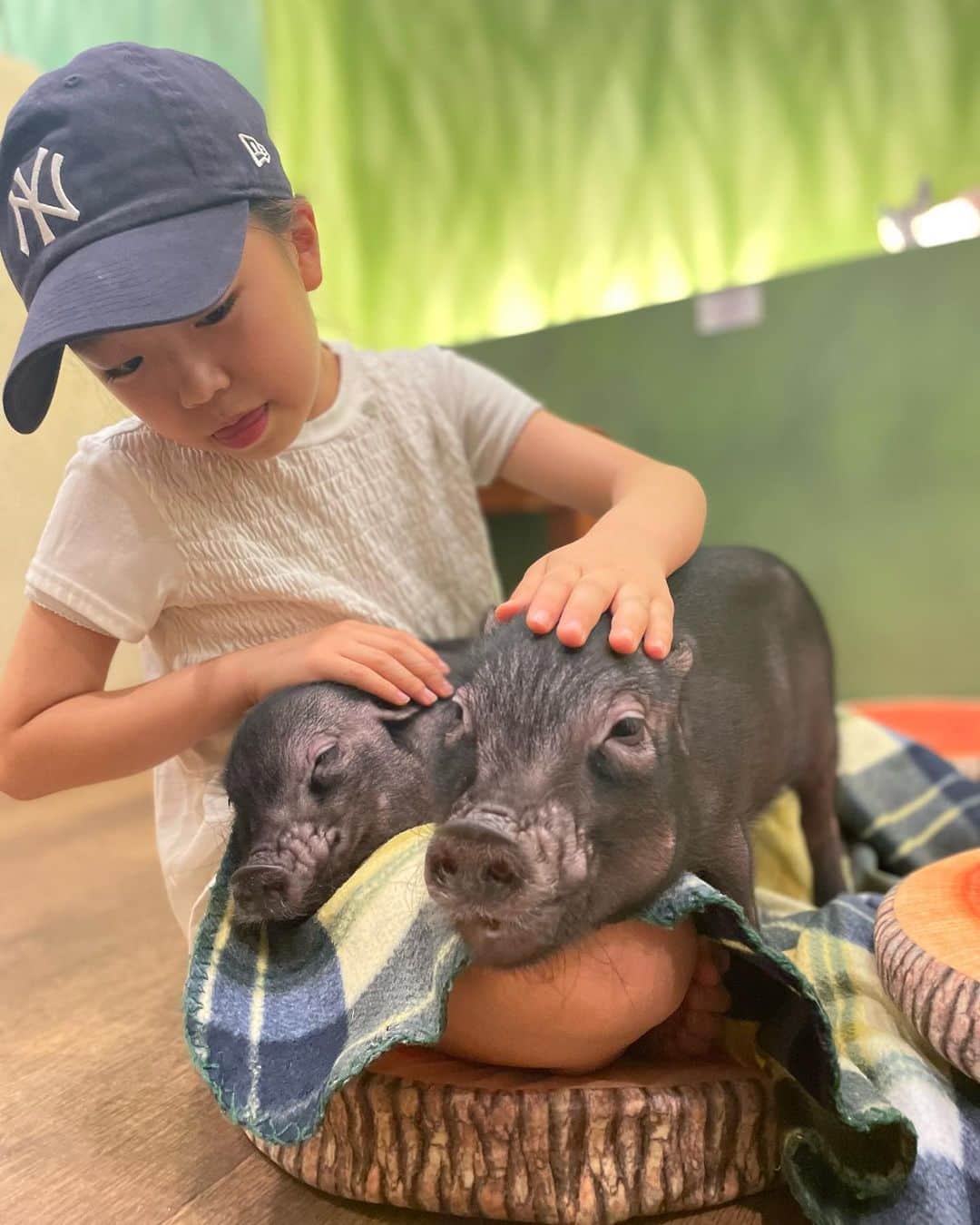 のインスタグラム：「子豚に癒された良き休日でした🐷 #チャンノノ」