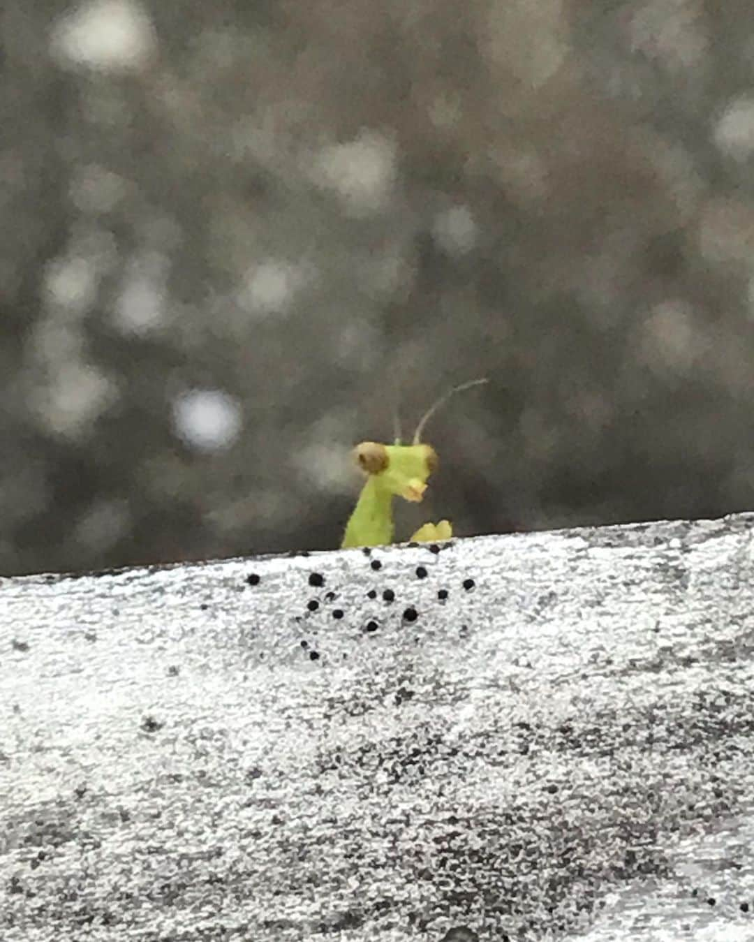 柴田淳さんのインスタグラム写真 - (柴田淳Instagram)「ミニミニのカマキリいた😍💕💕💕💕 1cmくらい。 実家から来たんだなぁ🥹 よろしくね❣️ #カマキリ」6月25日 18時24分 - shibatajun_official