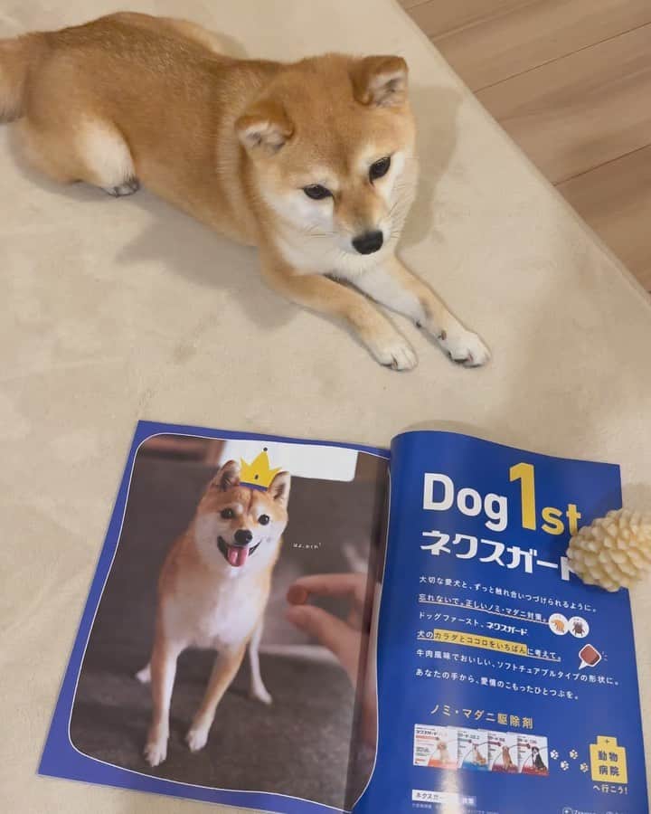 豆柴にこちゃんのインスタグラム：「🐶 #いぬのきもち　7月号に たまの #ネクスガード 広告が 見開き2ページにドーン‼️と載ってるよ✨  3枚目 この広告は我が家のソファで撮影したので ソファで雑誌とたまを並べて一緒に 記念撮影しようとしたけど、逃げられた😂  「はよ、おくれ！」ってセリフがたまっぽい😂 実際、いつもネクスガードあげると速攻食べてるよ😋  撮影時は総勢10名以上がご来訪🚐 我が家が狭いせいでみなさんギュウギュウに なっていて申し訳なかったけど楽しい撮影でした😁  映ってる手は私です🫱  9月号にも同じ写真で 他のワンちゃんと合わせて載るよ〜❣️  📺TVCMの動画はストーリーハイライトの 「TVCM」から見てね  #柴犬#豆柴#mameshiba #shibastagram#japanphoto#shibainu#犬#shibainumania#犬のいる暮らし#shiba_snap#shibainupuppy#多頭飼い#dog#いぬすたぐらむ#puppy#dogstagram#instadog #doglover#pecoいぬ部#pecotv#いぬのきもち部#狗#子犬#barked#9gag#9gagpets#시바견」