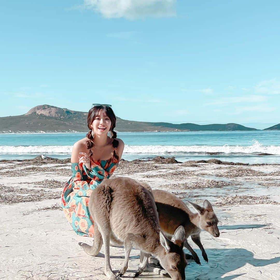 溝呂木世蘭さんのインスタグラム写真 - (溝呂木世蘭Instagram)「野生のカンガルーが現れるビーチ！！🫶  野生だからいつもいるってわけじゃないし、夜行性だからあんまりお昼とかはいないんだけど、  奇跡的に会えた2匹🫶  諦めて帰ろうとした瞬間会えたの😵‍💫ほんとに奇跡すぎたなぁ♡  オーストラリアは野生のカンガルーたくさんいるんだけど、 ビーチで見れるところはそんなにないから感動🤤🤤  #カンガルービーチ#ラッキーベイ#オーストラリア#西オーストラリア#パース#Perth#ロードトリップ#キャンピングカー#旅好きな人と繋がりたい #旅女#女子旅#旅好き#旅んちゅ」6月25日 18時53分 - seran_0422