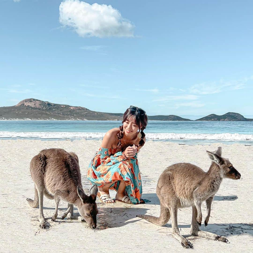 溝呂木世蘭のインスタグラム：「野生のカンガルーが現れるビーチ！！🫶  野生だからいつもいるってわけじゃないし、夜行性だからあんまりお昼とかはいないんだけど、  奇跡的に会えた2匹🫶  諦めて帰ろうとした瞬間会えたの😵‍💫ほんとに奇跡すぎたなぁ♡  オーストラリアは野生のカンガルーたくさんいるんだけど、 ビーチで見れるところはそんなにないから感動🤤🤤  #カンガルービーチ#ラッキーベイ#オーストラリア#西オーストラリア#パース#Perth#ロードトリップ#キャンピングカー#旅好きな人と繋がりたい #旅女#女子旅#旅好き#旅んちゅ」