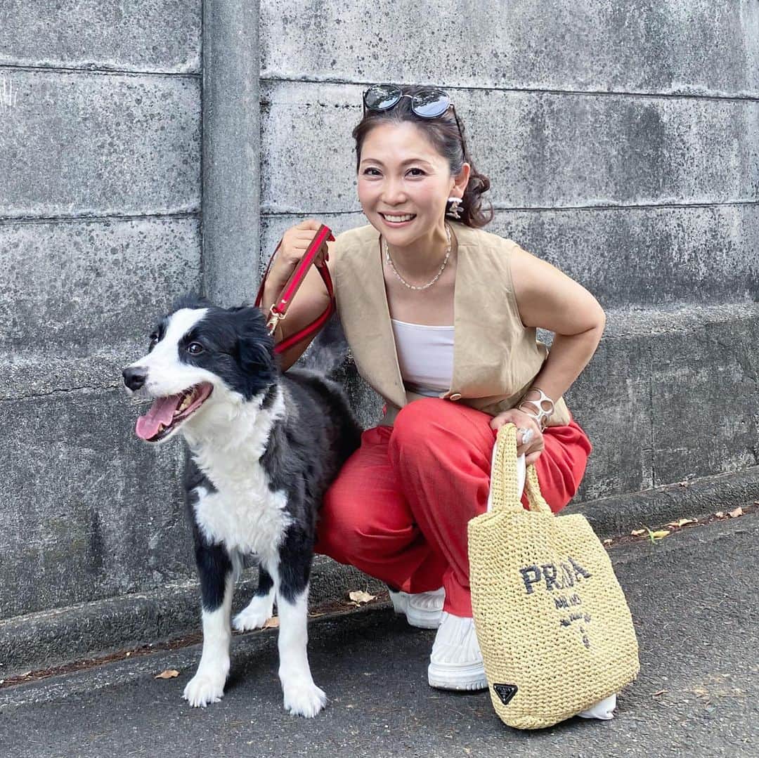 のインスタグラム：「. もみじのリードと首輪を 新しくしました❤️  某有名メゾンと同じリボンを 使っているこだわりのマルチベルト  名古屋でのお取り扱いは 　　　↓ @cocowalk_official   お散歩中にリードで擦れて 火傷みたいな怪我をしたので 特に大型犬のリードの重要さを痛感しました❤️ @hosu_nakameguro  . #犬のいる暮らし  #ボーダーコリーのいる生活  #ボーダーコリー  #bordercollie  #happyday」