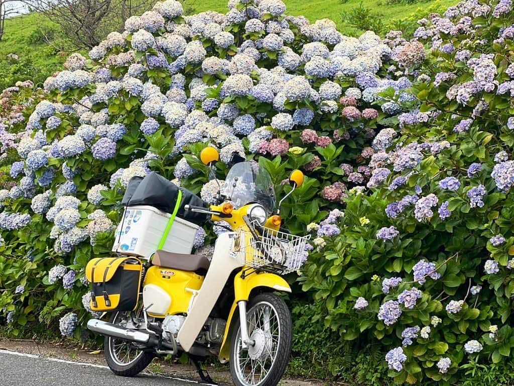 金田彩奈のインスタグラム：「💠  紫陽花とカブ🛵  #バイク #バイク女子 #日本一周 #日本一周バイク旅 #バイク乗り #バイクのある生活 #バイクのある風景 #バイク好き #バイクが好きだ #バイク好きな人と繋がりたい #バイク乗りと繋がりたい #バイク旅 #バイクツーリング #バイクライフ #バイクが好きだ #カブ #スーパーカブ #ラーメン #ラーメン女子 #cub #supercub #cb400 #gsxs1000gt #bike #bikelife #biker #bikegirl #motercycle #bikeweek #bikewear #japantrip」