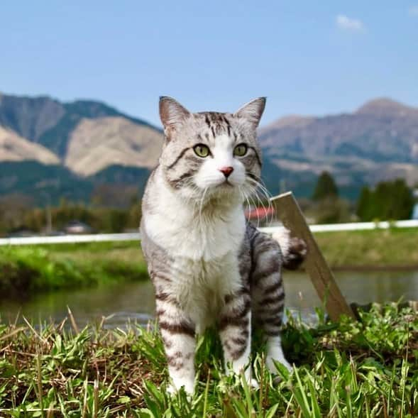 Nyankichi Noranekoさんのインスタグラム写真 - (Nyankichi NoranekoInstagram)「キマッタ👍  #猫 #cat #고양이 #แมว #貓 #кошка #qata #chat #ニャンスタグラム #gato #catsofinstagram #ねこ部 #旅猫 #cats #ニャン吉 #猫写真 #ねこ #seekor #ネコ #kitty #catlover #kucing #kucinglucu #猫好き #猫好きな人と繋がりたい #いけにゃん #イケニャン #南阿蘇村 #南阿蘇」6月25日 19時17分 - noraneko_nyankichi