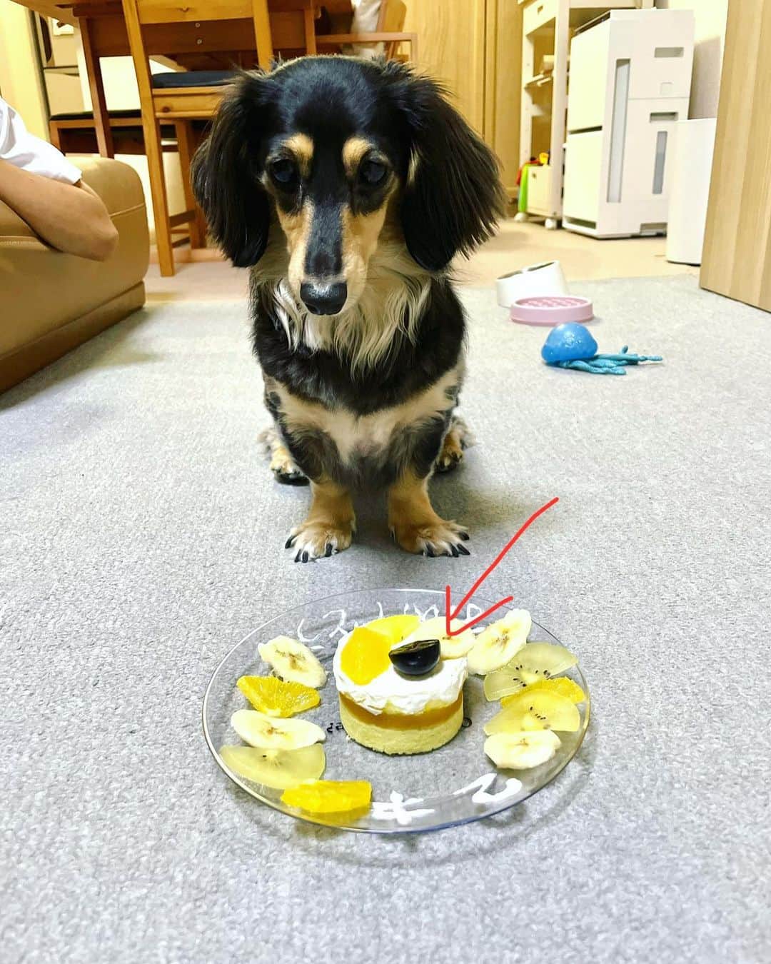 渡辺沙亜里さんのインスタグラム写真 - (渡辺沙亜里Instagram)「今日は佐賀のボルダーコンペ予定でしたが…急遽キャンセル。 直前のキャンセルでご迷惑をお掛けしてしまい申し訳ございませんでした…  何故キャンセルしたかというと、、 昨日の愛犬の誕生日に作った犬用ケーキ🍰  そこにブドウを入れてしまい、夜中救急病院へ🏥  ＊ ブドウは中毒症状や病気の原因になる果物で、急性肝不全になると重篤な場合命に関わるそうです。  知らなかった… じゃ済まされない事態に大反省。  愛犬は何も変わらず元気そうでしたが、数時間後症状が出る可能性がある為夜間病院で胃の物を全て吐き出させる処置をしてもらいました。  うまく全て出してくれたようで怪しい症状も今日1日見られず…やっと一安心したところです。  反省の為に記録として投稿。 ほんとにごめんね🥲  @yui_watanabe624  #犬にぶどうはダメ」6月25日 19時49分 - saari_watanabe