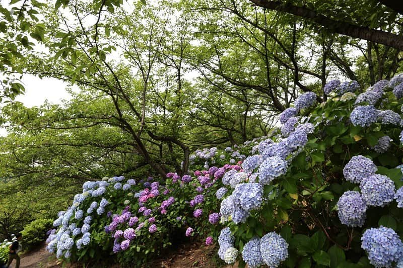 倉敷市のインスタグラム：「６月２５日、種松山西園地のあじさい。満開でした。  園内には1万3千株のあじさいがあり、例年、7月上旬まで観賞できます。  ◇種松山公園西園地◇ 倉敷市福田町福田426-1 公園緑地課　種松山公園西園地のホームページ https://www.city.kurashiki.okayama.jp/5586.htm  #倉敷市 #倉敷 #kurashiki  #クラシキ文華 #クラシキブンカ #japan #japantrip #travel #trip #旅 #旅行 #種松山 #あじさい #紫陽花 #アジサイ #instgramjapan #visitjapanjp  #種松山西園地」