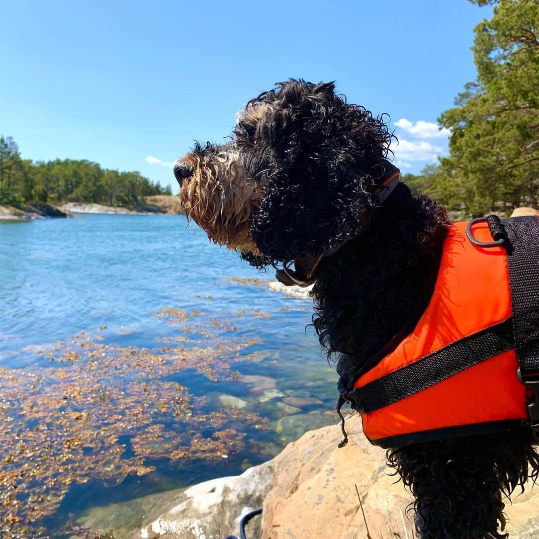 FluffyPackさんのインスタグラム写真 - (FluffyPackInstagram)「😎 #summertime #sweden #happy #sommar #semester #weeklyfluff #dogsofinstagram #hundar #cockapoo #cockerpoosverige #fluffypack #love #semester #puppylove」6月25日 20時02分 - fluffypack