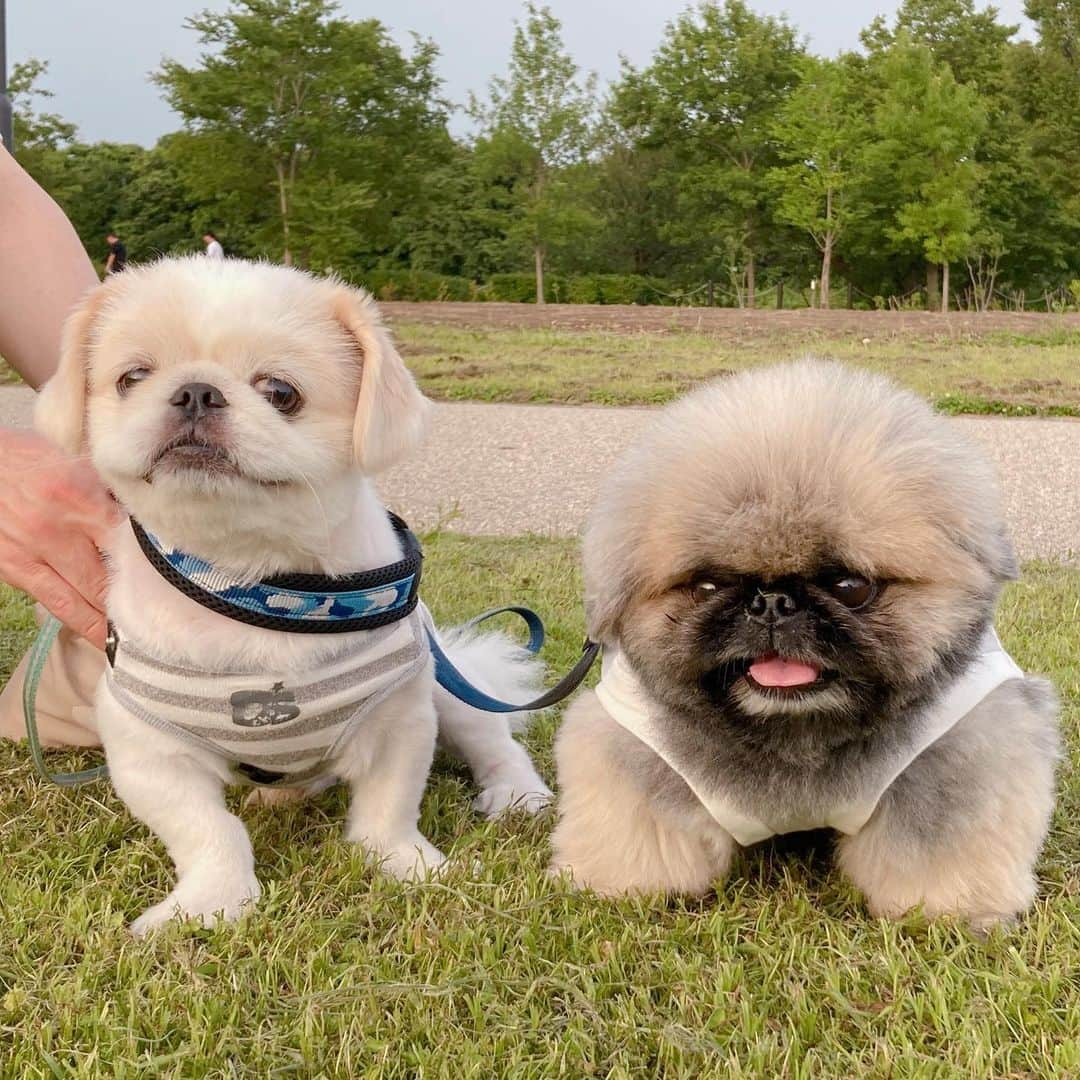 いぶそらのインスタグラム：「お久しぶりの大和🐶😍 一緒にお散歩したり、楽しかったね〜🐾🐾 この日の発見😍いぶきは、カリカリご飯苦手なんだけど😅大和が大好きなカリカリなら🍖いぶきも食べた〜😋 美味しかったみたい😍  また大和、いぶきパパと遊んでね😆🩵 @yamato225312  楽しいひと時を、ありがとうございました😍  #楽しい時間 #friends   #pekingese#dog#老犬#短足#ペットのいる暮らし#fluffy#cutedog #페키니즈 #ペキニーズ#鼻ぺちゃ#instagram#lol」