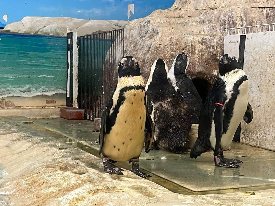 sayaのインスタグラム：「🐧🐧🐧  先日、「ケイゾク」を見返しました。  当時、10歳にもなっていなかったので記憶半分でしたが、ドラマ自体はもちろん、主題歌とオープニング映像が大好きで「始まったら呼んで！」と母親に言ってました。  この曲、坂本龍一さん作曲だったんですね。しかもオープニングの終わりにお気に入りの「キュイーン」が出てくるのですが、wikipediaに  ギター演奏にはLUNA SEAのSUGIZOが参加している  とあって、なるほど…と楽しくなってしまいました。歴史の始まり☺️  saya」