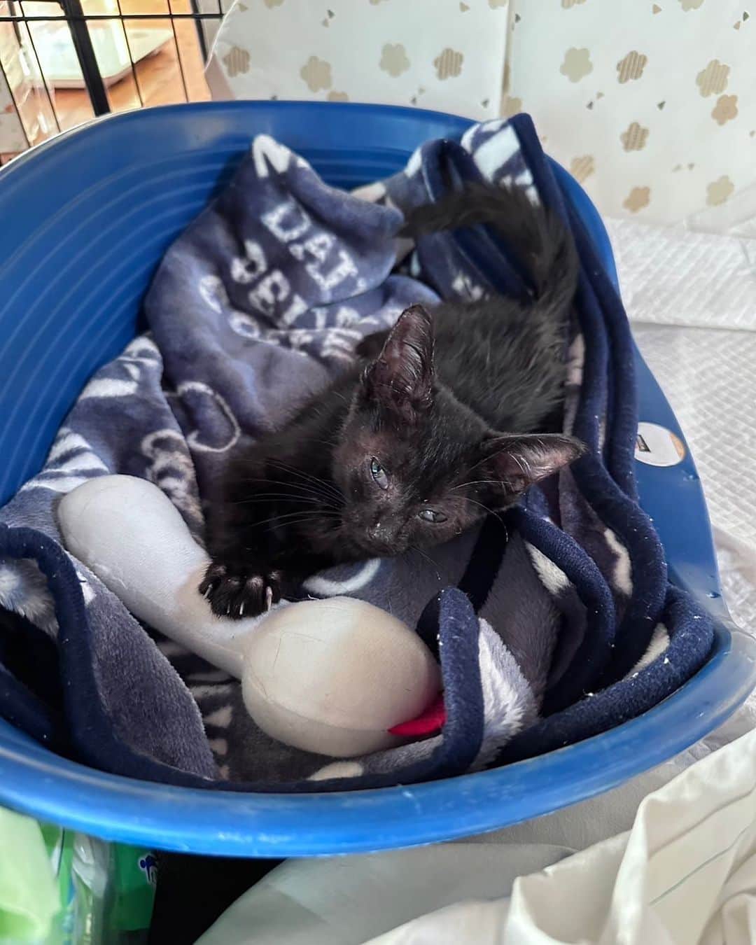 中原絵梨奈のインスタグラム：「黒目がやっと見えてきた  マムたん🐱🩷」