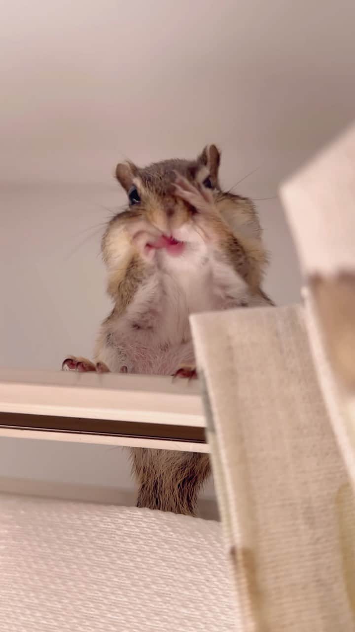 のインスタグラム：「#Sophie Grooming time.  1週間の終わりは念入りにクシクシタイム♪  #chipmunk #シマリス #リス」