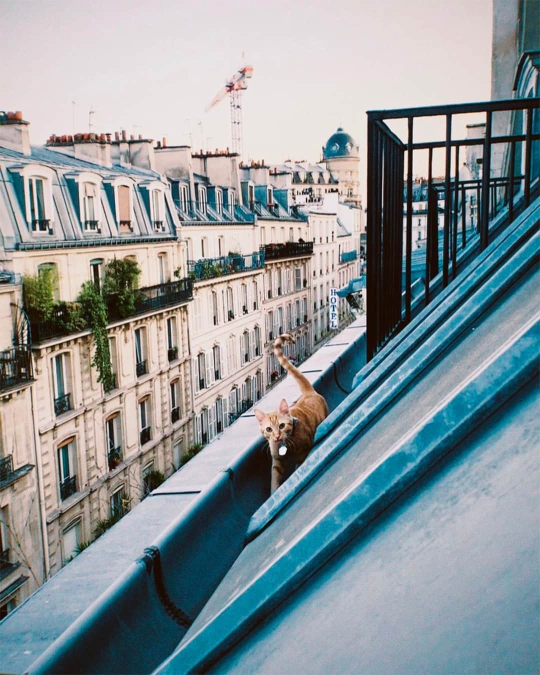My Little Parisさんのインスタグラム写真 - (My Little ParisInstagram)「Chat de gouttière. 🇬🇧: Alley cat. (📸: @pas_peche)」6月25日 21時02分 - mylittleparis