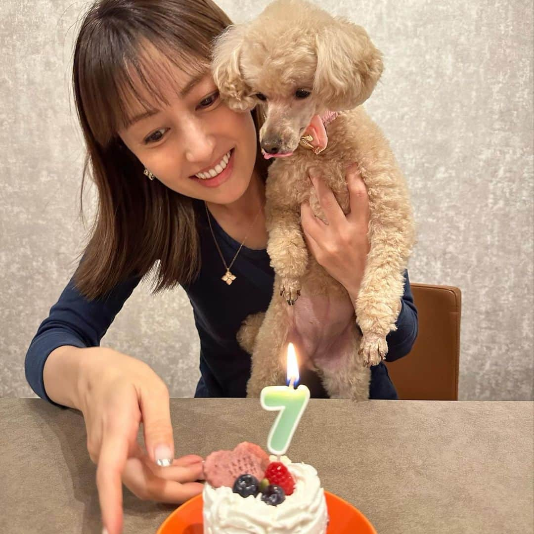 矢田亜希子さんのインスタグラム写真 - (矢田亜希子Instagram)「6月23日で うちのもなかが7歳になりました❣️健康で元気で長生きしてね💕 #もなか#toypoodle #7歳#愛犬」6月25日 21時06分 - akiko_yada