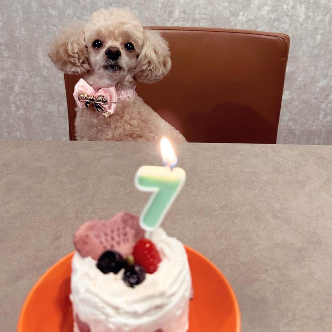 矢田亜希子さんのインスタグラム写真 - (矢田亜希子Instagram)「6月23日で うちのもなかが7歳になりました❣️健康で元気で長生きしてね💕 #もなか#toypoodle #7歳#愛犬」6月25日 21時06分 - akiko_yada