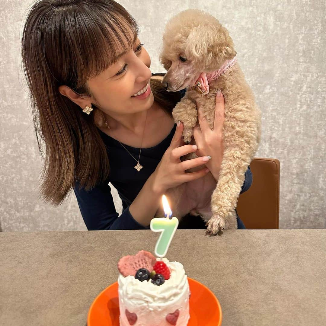 矢田亜希子さんのインスタグラム写真 - (矢田亜希子Instagram)「6月23日で うちのもなかが7歳になりました❣️健康で元気で長生きしてね💕 #もなか#toypoodle #7歳#愛犬」6月25日 21時06分 - akiko_yada