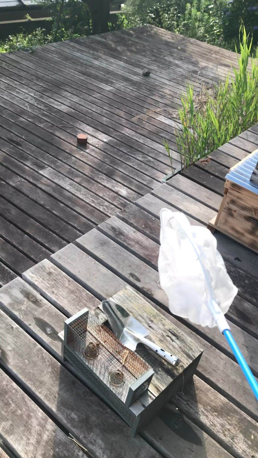 HARUKO（真木明子）のインスタグラム：「スズメバチ🐝は、 主に昆虫や蜘蛛、鳥の幼体を捕食する肉食系の蜂で、 花の蜜も採取するが、他の蜂ほど花粉を集めたりはしない。 巣の初期段階は、 自らの唾液と樹皮を混ぜて作ったセルロースから 女王が単独で巣を作り、 最初の数個のセルをつくる。  女王はそこに卵を産み、幼虫を世話をする。 これが、今の時期。  今、我がミツバチの巣にやってきて ミツバチを誘拐し 肉団子にして幼虫の餌にする。  巣が成長するにつれて 女王は新しい働きバチを生みだし 働きバチは巣の建設、餌の収集、幼虫の世話を。 働きバチは徐々に増加し何千何万の個体になる。  今の時期のスズメバチは女王であることが多い！  だからこんなにも 大きいのです！」