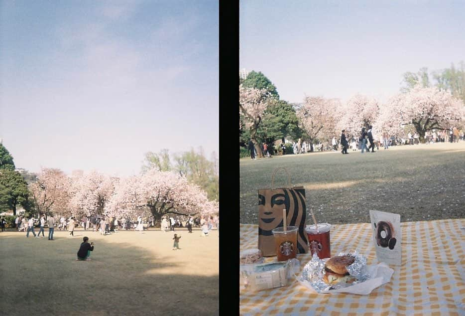 田島芽瑠さんのインスタグラム写真 - (田島芽瑠Instagram)「みゆが現像した写真くれた〜！  めっちゃ綺麗。桜来年も見たいな🌸  #桜 #桜並木 #新宿御苑」6月25日 21時13分 - meru_chan_official