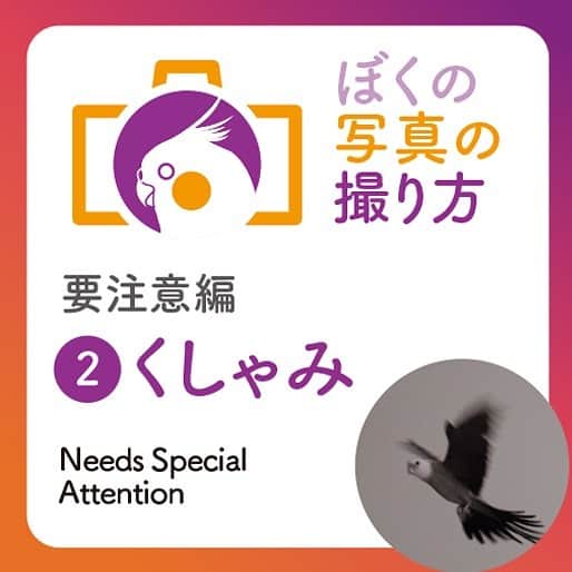 YURAPOi ゆらぽぃのインスタグラム：「ぼくの写真の撮り方 Needs Special Attention  要注意編です！  ②くしゃみ  突発的な音の代表であるくしゃみは、�小鳥にとっては爆弾のようなもの。��人間でも急に近くの人がくしゃみをすると、�“何だよ！”とイラッとしますね。��小鳥はその場でおさまらず、できるだけ遠くに逃げようとするので�全速で飛び立ちます。   こちらのコラムは連載です😀 ふだんよくご質問を受けるカメラのこと(機材やレンズ)や、 ・撮影技術・RAW現像・小鳥を撮影する時の注意点などなどご紹介します😀  自己流ですので、参考までにご覧いただき、可愛い小鳥やわんちゃん、ねこちゃんの撮影にお役立てください！  〜ゆらぽぃのパパより〜」