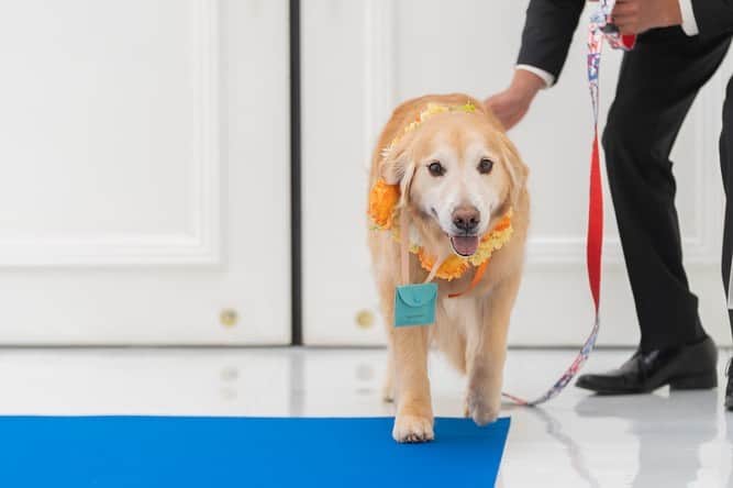 アーカンジェル 迎賓館　仙台のインスタグラム：「・ ・ リングドッグ🐶  #リングドッグ   アーカンジェル迎賓館は完全貸切だからこそ家族の大切な一員であるワンチャンとも大切な時間を過ごす事ができます。」