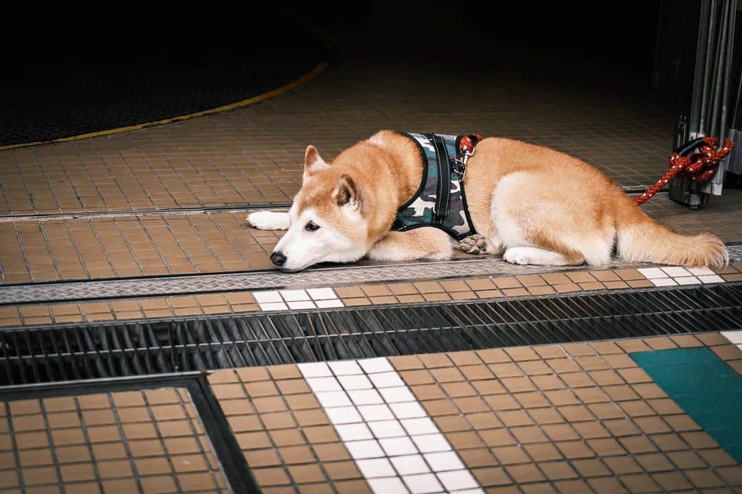 角田美喜のインスタグラム：「レッスンDayでした🥁かわいい柴ちゃん久しぶりです🐕 #xe4」