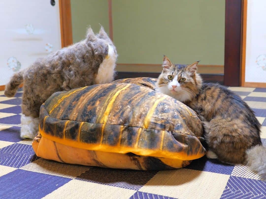 のインスタグラム：「YouTube動画「大型長毛猫の抜け毛で実物サイズのクローンを作ったら、「俺」の威信を賭けた壮絶バトルが勃発してしまった‥」より #猫 #cat #cats #catstagram #catlife #bosscat #bosskichi #pastelcatworld #ねこ #ボス吉 #猫毛アート」
