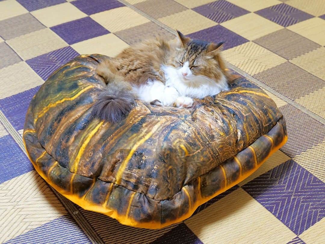 のインスタグラム：「YouTube動画「ボス猫の部屋に迷い込んでしまった巨大亀の末路‥🐢」より #猫 #cat #cats #catstagram #catlife #bosscat #bosskichi #pastelcatworld #ねこ #ボス吉 #亀 #巨大亀」