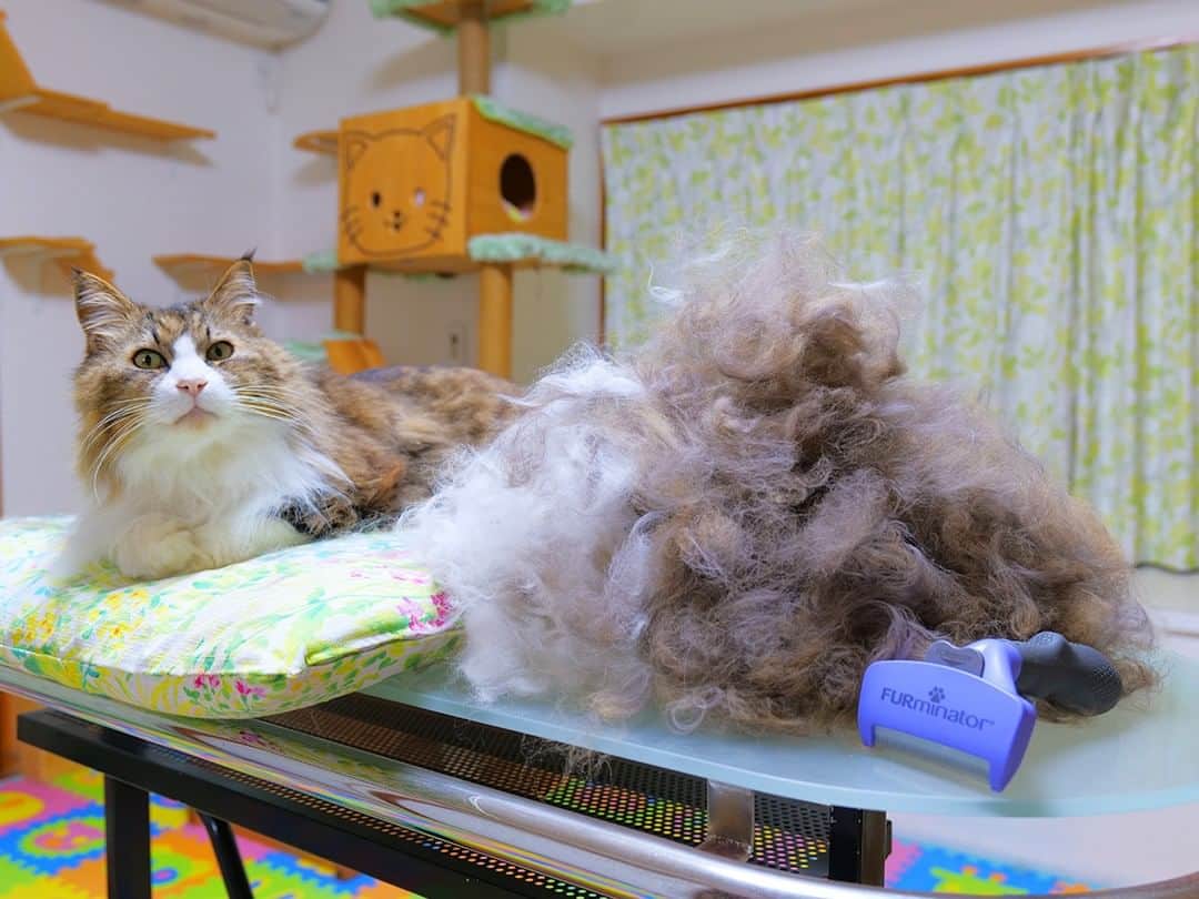 のインスタグラム：「YouTube動画「NEWファーミネーターを長毛種の大型猫に使ったら想像を絶する抜け毛大放出で、もうどちらが本物なのかも分からない」 #猫 #cat #cats #catstagram #catlife #bosscat #bosskichi #pastelcatworld #ねこ #ボス吉 #ファーミネーター #FURminator」