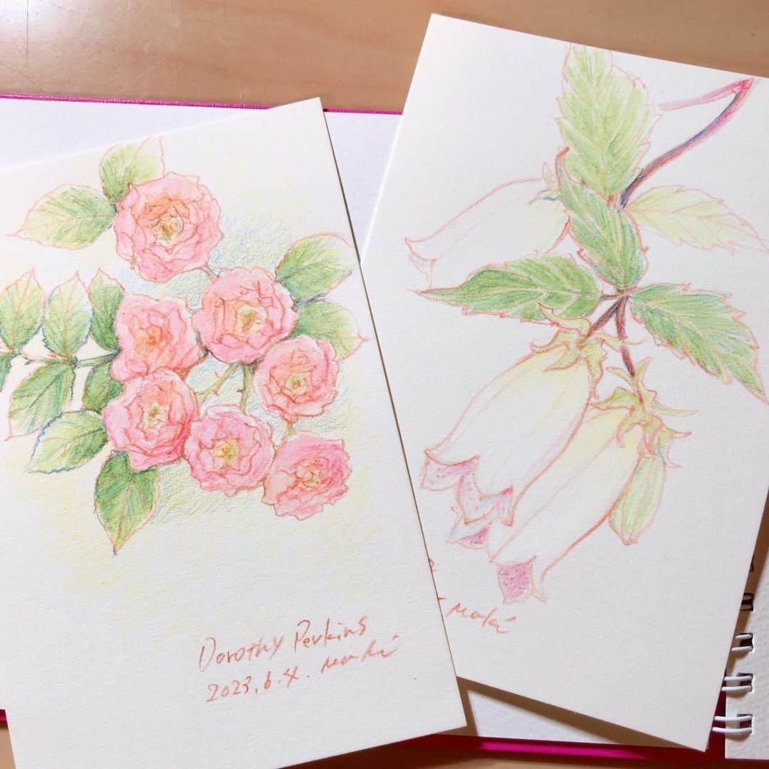 イラストレーター山崎牧子のインスタグラム：「今日は白いホタルブクロ 友だちが見つけてくれました♪ 少しずつこのハガキサイズで 描き溜めていけるといいなと 思ってます🎨　 #スケッチ#植物#ボタニカルアート#ホタルブクロ#いなとめまきこ#sketch#flowers#botanicalart#makikoinatome」