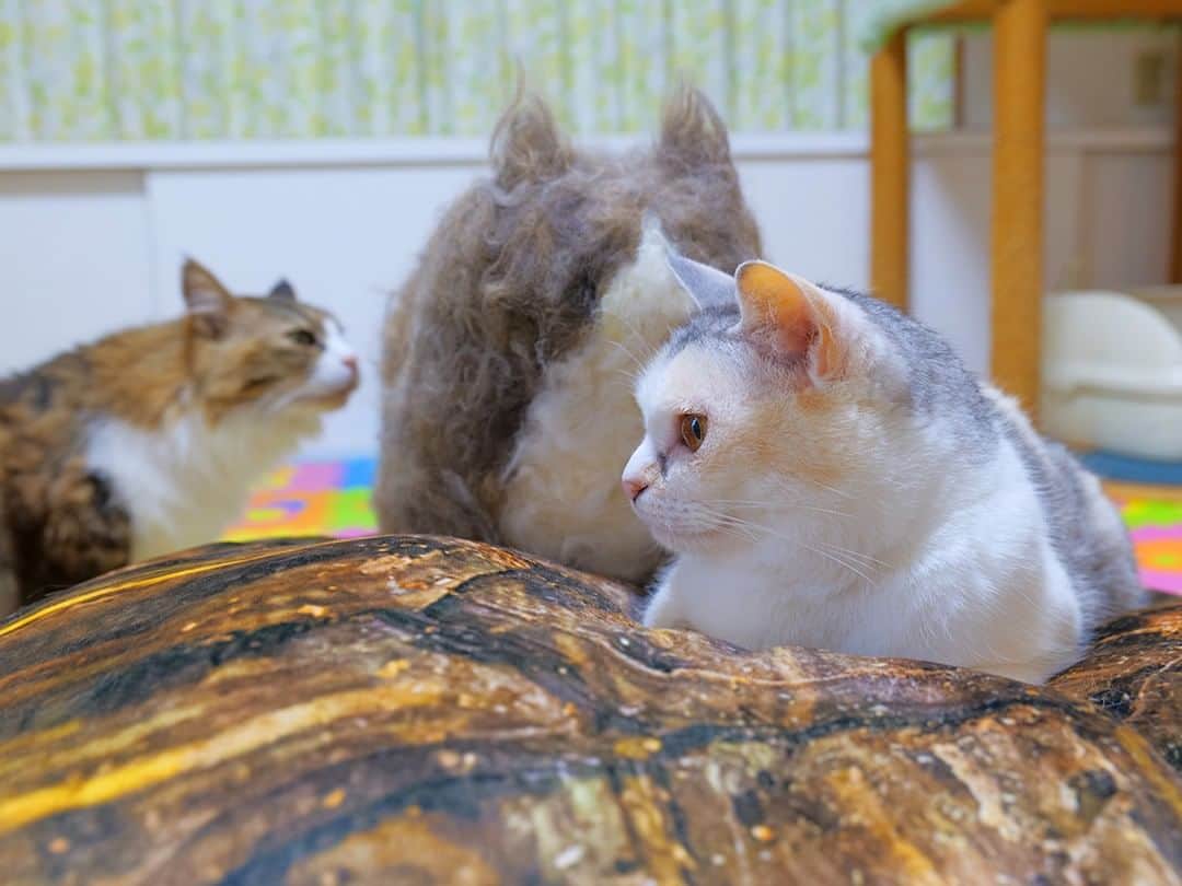 パステルキャットワールドのインスタグラム：「わが家の猫が3匹に増えた😲 #猫 #cat #cats #catstagram #catlife #nekokichi #bosskichi #ネコ吉 #ボス吉 #pastelcatworld #ねこ #猫毛アート」