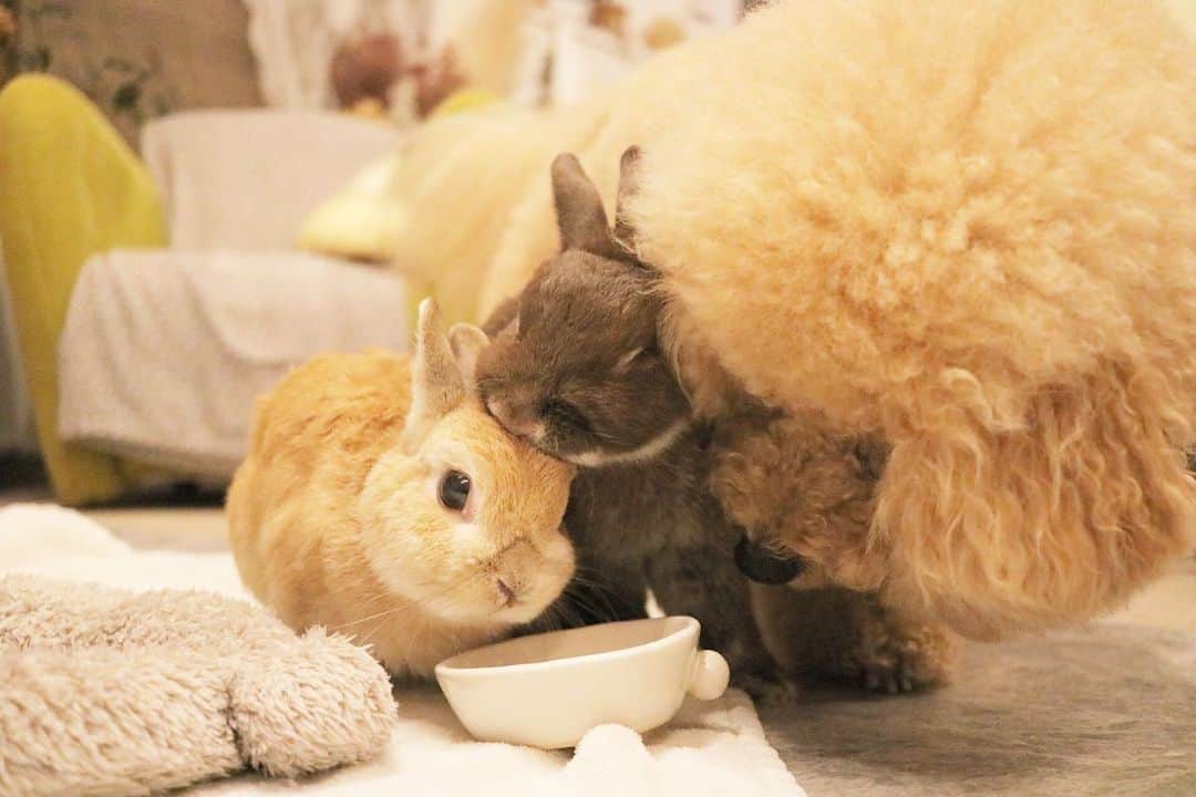 yun.ゆんのインスタグラム：「march.lemon🐻🍋＋cotton.💭 ひとつのお皿で 仲良くね。♡ . . . コットンは一応 待て❗️ ができる犬。笑 .  . 待て！が解除された時の写真が、一枚目と最後の写真。 一瞬にしてお皿が覆われる〜。😂 . . ちなみにお皿の中身は きわみとクコの実 .コットンも好きです。😂 . . . @micafe26 🍽️ #うさぎさんの器 ♪ ♪ ♪  #うさぎ#ウサギ#ネザーランドドワーフ#ZIP写真部#レモン#ふわもこ部#マーチ#多頭飼い#犬とうさぎ#dog#poochon #犬#いぬすたぐらむ #犬のいる暮らし  #rabbitsofinstagram #rabbitstagram #petstagram #instapet#cutepetclub #instarabbit  #lapin #pecotv #WeeklyFluff #netherlanddwarf#シュガーくん」