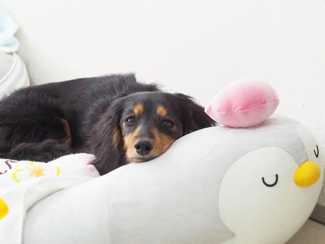 Sora Momoのインスタグラム：「ペンギンベッドでお昼寝もも🐶🐾 ☺︎ やっぱり寝顔は情けない顔😞 になっちゃう😆 ☺︎ #ペンギンベッド#お昼寝#寝顔が情けない#寝てるだけで可愛い #毎日親バカ# #ダックス#ミニチュアダックス #dachshund #miniaturedachshund」