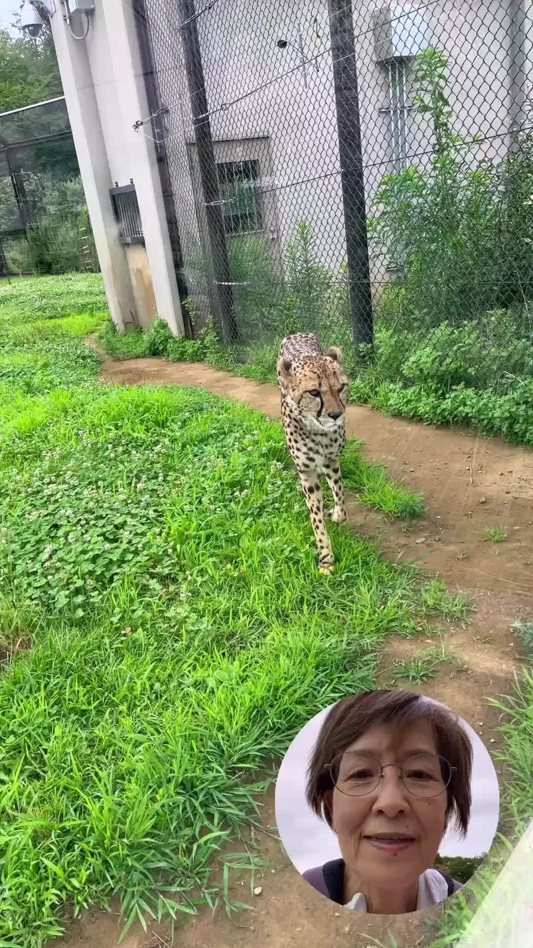 Cooking with Dogのインスタグラム：「Chef visited Chiba Zoological Park! 🐆🦁👩‍🍳 "The cheetah is coming. The cheetah is coming. Hey, Mr. Lion, look this way! Wow, amazing! It looks so powerful!" 千葉市動物公園行きました！😍 #cheetah #lion #チーター #ライオン #千葉市動物公園」