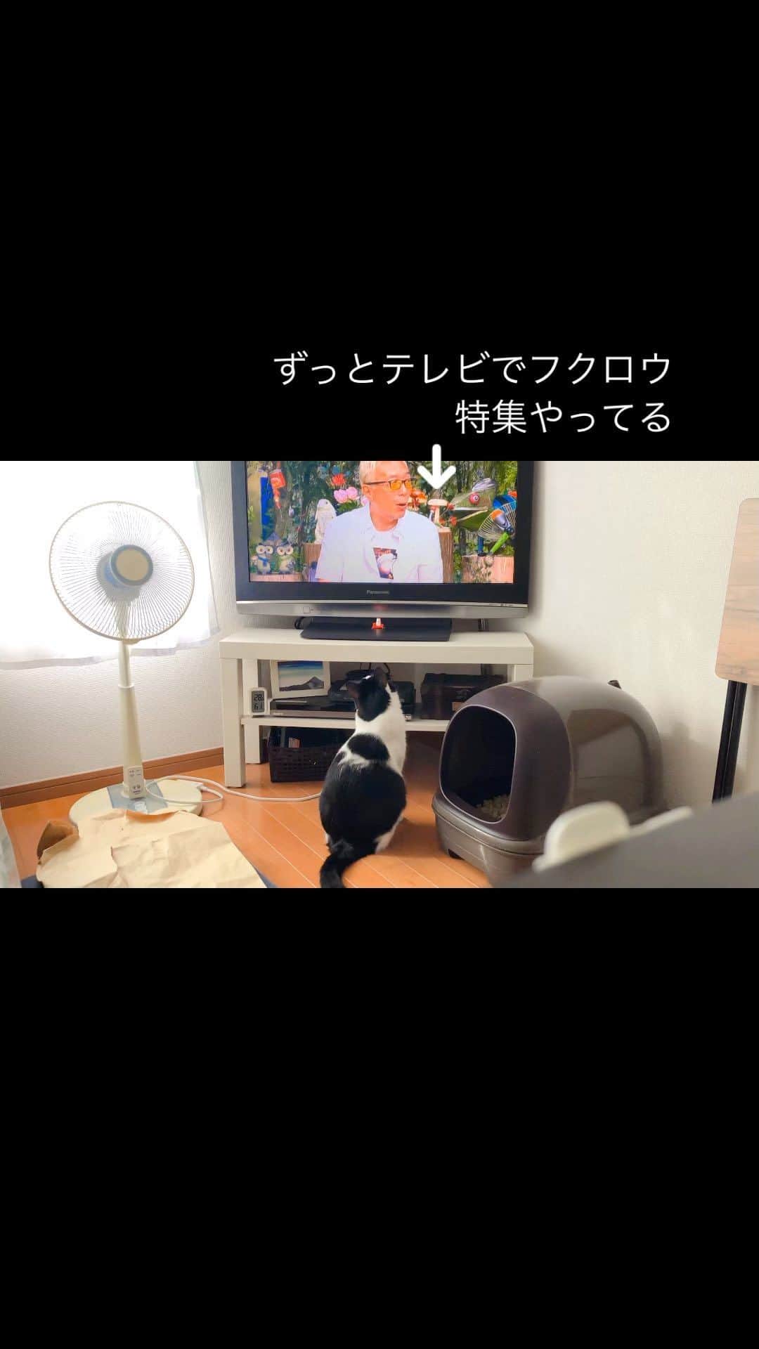 のインスタグラム：「気づけば1ヶ月以上ぽんずを載せてない！！ 今朝の所さんの目がテンでの、里山のフクロウの密着に夢中なぽんず🤣 #ねこ#猫#猫好き#親バカ#はちわれ#ハチワレ#はちわれ猫#ハチワレ猫#白黒猫部#にゃんすたぐらむ#猫大好き#うちの猫自慢#白黒猫 #我が家のぽんずくん #ちゅーちゅー妖怪」