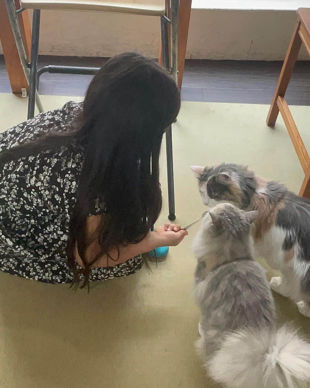 ギャル曽根のインスタグラム：「ここ最近お休みの日によくお友達と猫カフェにいきます🫶🏻✨ うちではパパ、息子がアレルギーがあるので一緒に行けませんが、娘は大好きなのでどこ行きたい？と聞くと、猫カフェだったり、うさぎカフェに行きたい❗️とよく言います🐈 動物園に行かなくてもこうやって触れ合える機会があるのは嬉しいなぁ。🐱❤️ #娘の休日の過ごし方。」