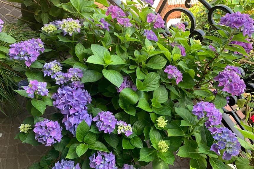 デヴィ・スカルノさんのインスタグラム写真 - (デヴィ・スカルノInstagram)「我が家の テラスには、 たくさんの 植木鉢があり、 毎日 お水をあげ、 お世話をしていますが、 どうしても お庭の真ん中にたつ、 大きなケヤキの 影となり、 年々 紫陽花が 咲かなく なっています。 昨年は、 たった一輪だけ、 咲きました。 太郎ちゃんと 一輪の紫陽花  それが なんと、 今年は、 このように 満開  紫色の紫陽花、 少し小ぶりですが 見事に 花開きました。 太陽を浴び、 日に日に 大きく 成長しています  毎日、 起きたら 真っ先にテラスにでて、 紫陽花を観察。 毎日増え、 大きく花開く 紫陽花を見るのが 楽しみです♪ お隣の鉢の 赤いベゴニアも 元気よく  ベゴニアも、 日に日に 大きく 花開き、 鉢から 飛び出すように ニョキニョキ ぐんぐん 成長中  こちらは 3日後の写真。 毎日変える 表情が愛おしいです。 この時期にしか お目にかかれない お花たちに 出会える楽しみ、 日々 変わる お花の表情が 毎日の癒しです」6月26日 0時17分 - dewisukarnoofficial