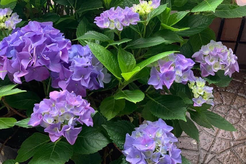 デヴィ・スカルノさんのインスタグラム写真 - (デヴィ・スカルノInstagram)「我が家の テラスには、 たくさんの 植木鉢があり、 毎日 お水をあげ、 お世話をしていますが、 どうしても お庭の真ん中にたつ、 大きなケヤキの 影となり、 年々 紫陽花が 咲かなく なっています。 昨年は、 たった一輪だけ、 咲きました。 太郎ちゃんと 一輪の紫陽花  それが なんと、 今年は、 このように 満開  紫色の紫陽花、 少し小ぶりですが 見事に 花開きました。 太陽を浴び、 日に日に 大きく 成長しています  毎日、 起きたら 真っ先にテラスにでて、 紫陽花を観察。 毎日増え、 大きく花開く 紫陽花を見るのが 楽しみです♪ お隣の鉢の 赤いベゴニアも 元気よく  ベゴニアも、 日に日に 大きく 花開き、 鉢から 飛び出すように ニョキニョキ ぐんぐん 成長中  こちらは 3日後の写真。 毎日変える 表情が愛おしいです。 この時期にしか お目にかかれない お花たちに 出会える楽しみ、 日々 変わる お花の表情が 毎日の癒しです」6月26日 0時17分 - dewisukarnoofficial