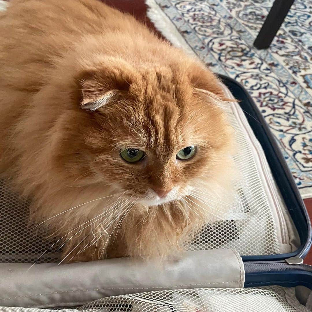 のインスタグラム：「出張の朝  行かせない！にゃのか 連れてけ！にゃのか  #ねこ #猫 #可愛い #愛しい #癒し #もふもふ #スコティッシュフォールド #cat #catstagram」