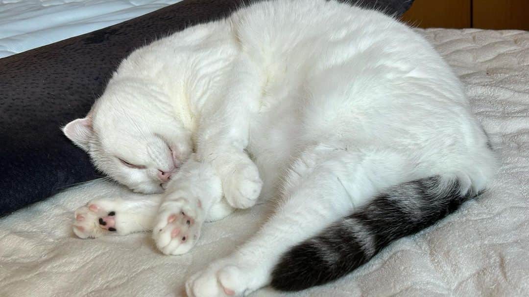 KAORUさんのインスタグラム写真 - (KAORUInstagram)「投稿出来るうちに🤭 次々、ごめんなさーい😅  #諭吉と幸来 #ゆきさく #猫のいる暮らし」6月26日 11時43分 - yukisaku_88