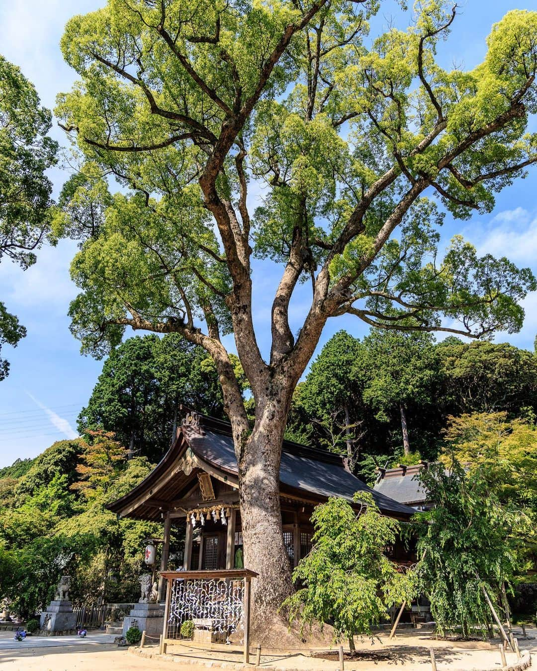 SHOCK EYEさんのインスタグラム写真 - (SHOCK EYEInstagram)「福岡県にある竈門神社は、 背後にそびえる宝満山を信仰とする由緒ある神社。 太宰府の鬼門に立ち、古来から鬼門封じとしてこの地を守ってきた存在。 ご利益である縁結び、方除け、厄除けを求めて、沢山の参拝者が訪れているよ。  近年はその名前から鬼滅の刃好きの聖地にもなっている場所でもある。  とにかく清々しく本当気持ちの良い神社さん✨ 境内は清流や池、美しい緑に囲まれていて穏やかなひとときを提供してくれる。  鳥居を潜った瞬間から両脇の背の低い木々のトンネルのような参道、緑の葉に埋もれたような二つ目の鳥居がなんとも良くてさ＾＾  僕が訪れた時には境内の至る所に奉納された紫陽花飾りがあって、彩りを添えていたよ。 デザインがオシャレな授与所もいい感じ。  春は桜、秋は紅葉と、四季折々の姿が見れるそうだから、是非訪れてみてね。 オススメだよ＾＾  #竈門神社 #宝満宮 #宝満宮竈門神社 #鬼滅の刃 #神社」6月26日 10時53分 - shockeye_official