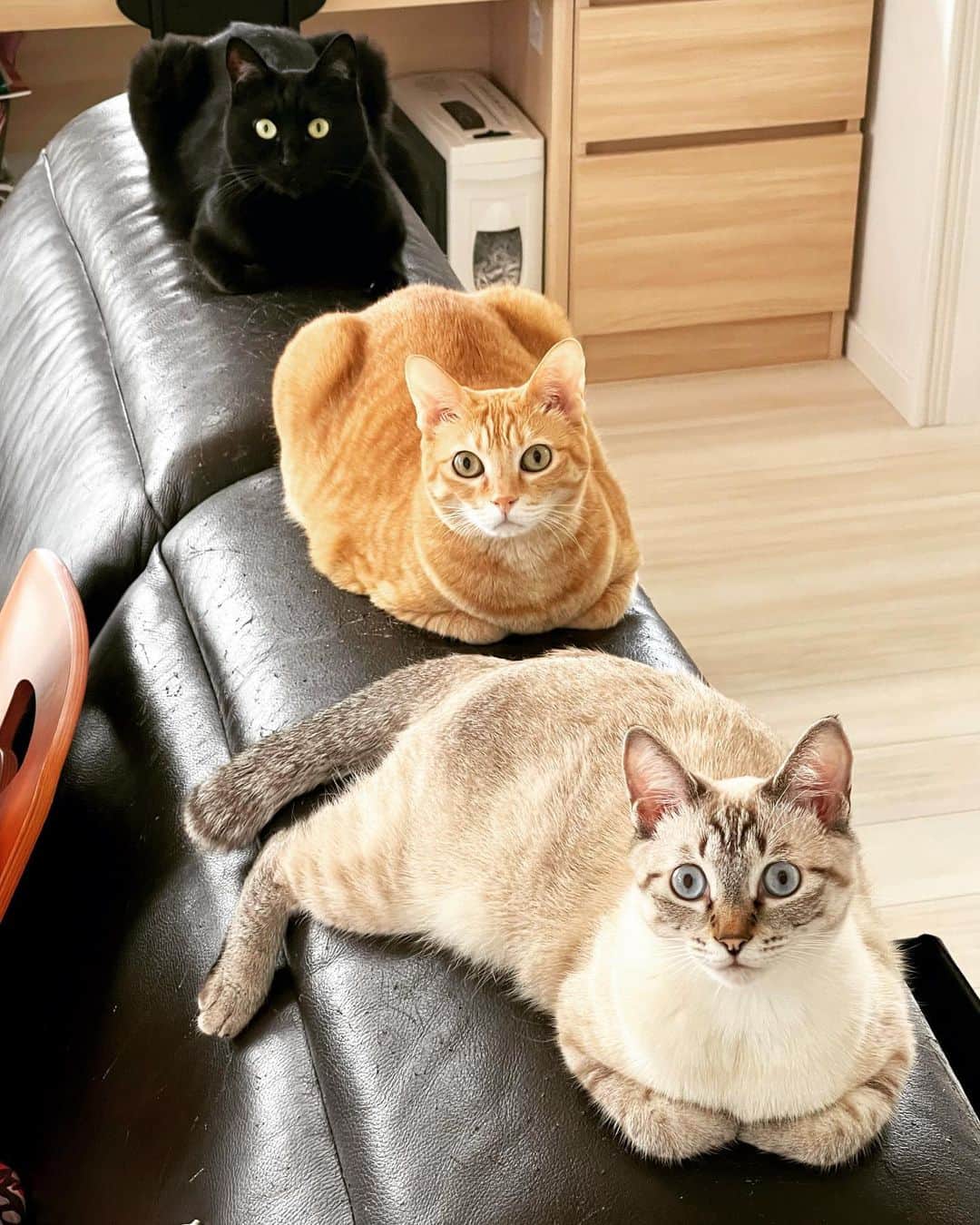 田中要次のインスタグラム：「ニャく星直列 #猫Kumako #猫Chai #猫Guri #Bo_nyans #猫のいる暮らし」