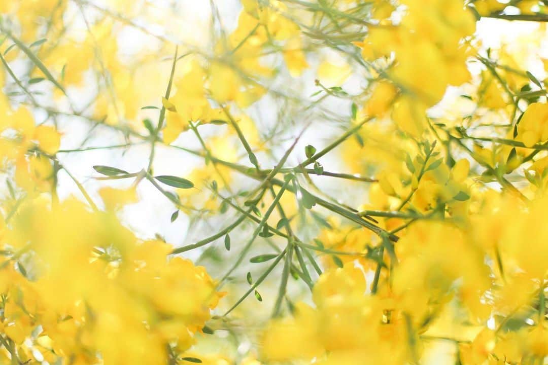 のインスタグラム：「紫陽花の蕾 見つけて嬉しくなった♡ Photo by @fairy_0718 https://buff.ly/3NtrdJi . ＼ユーザーのみなさまの作品を紹介中／ . EOS M200・M100・M10に限らず、すべてのCanonのカメラで撮影された写真や動画に、指定のハッシュタグをつけて投稿いただいた作品をシェアさせていただきます！ . ▽指定ハッシュタグはこちら #LIFEwithCAMERA + #機材名 （例：#eosm200、#eosr10、#powershotg7xmk3など） . （※）紹介させていただく際は事前にご連絡はいたしませんのでご了承ください。 （※）投稿いただく写真に使用される著作物、肖像については、ご本人が著作権を有するもの、又は権利者から事前に使用承諾を得たものであるものとします。ご投稿いただく写真に関して万一問題が生じた場合は当事務局は責任を負いかねますことご了承ください。 . Canonのカメラの詳細は、本アカウントのプロフィール（ @canon_eosm ）にあるURLからご覧ください。 . #EOS6D #6D #LIFEwithCAMERA #LIFE_with_CAMERA #カメラのある生活 #Canon #キヤノン #EOS #powershot」