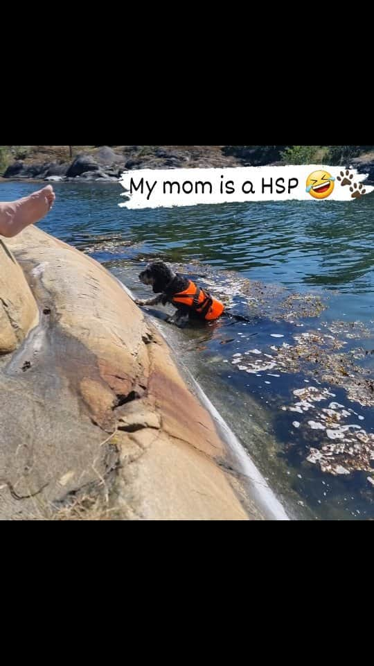 FluffyPackのインスタグラム：「My mom 🙈😅🤣🎶  I'm living on the edge 🤟🐾//Bandit  #fluffypack #hsp」