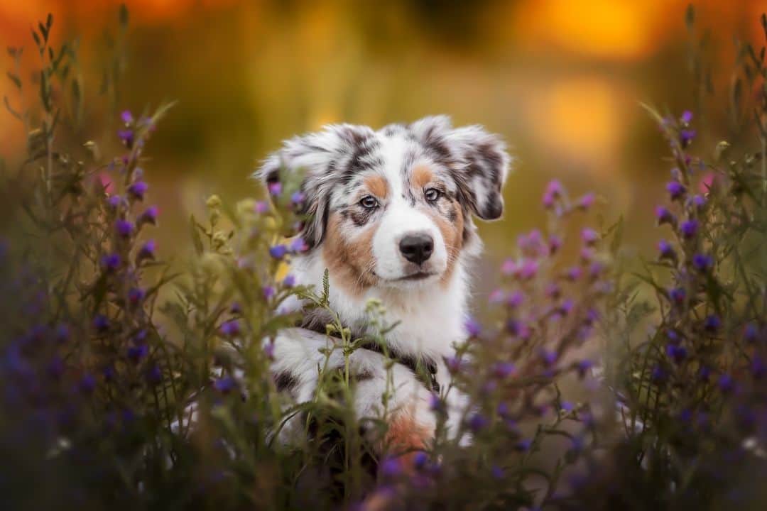CANON USAさんのインスタグラム写真 - (CANON USAInstagram)「Spotted a little cutie in the flowers 🐶🌷   📸 #Canon EOS 5D Mark IV Lens: EF 135mm f/2L USM」6月26日 5時00分 - canonusa