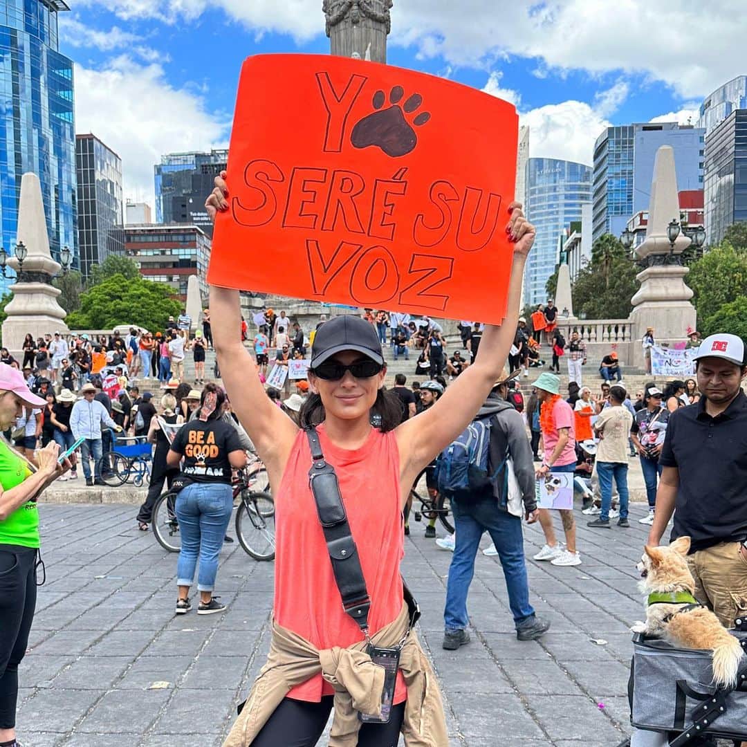Ana Brenda Contrerasのインスタグラム：「Por los que no tienen voz 🐾  #altoalmaltratoanimal  #articulo73 #reformabienestaranimal  #empatia #scooby」