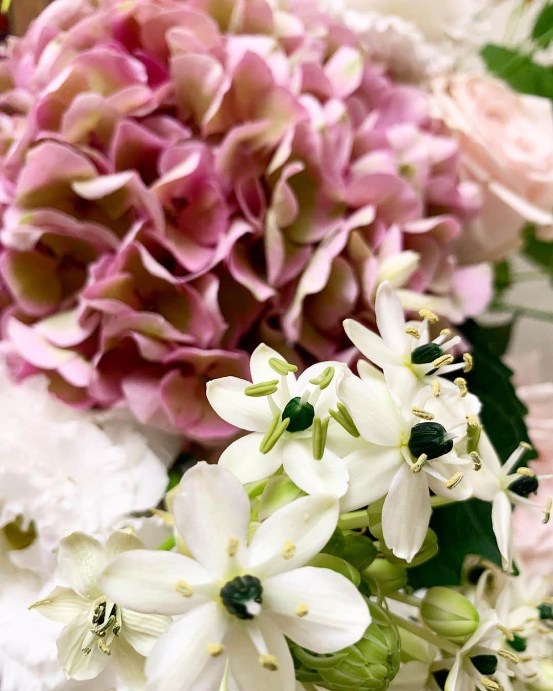 七瀬遥のインスタグラム：「おはようございます☀  今、紫陽花がとっても綺麗ですね🍃🐌💖  今週も、よろしくお願いします😉  素敵な一日をお過ごしください💐🌈✨  #おはようございます#紫陽花#あじさい#happy #beautiful#flower #day#life#smile#fun#love#good#friend#family#happiness#good#tokyo#japan」